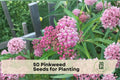 Pinkweed Wildflower Seeds – Persicaria pensylvanica, Pink Flower Clusters, Native Annual for Pollinator Gardens, Meadows & Borders