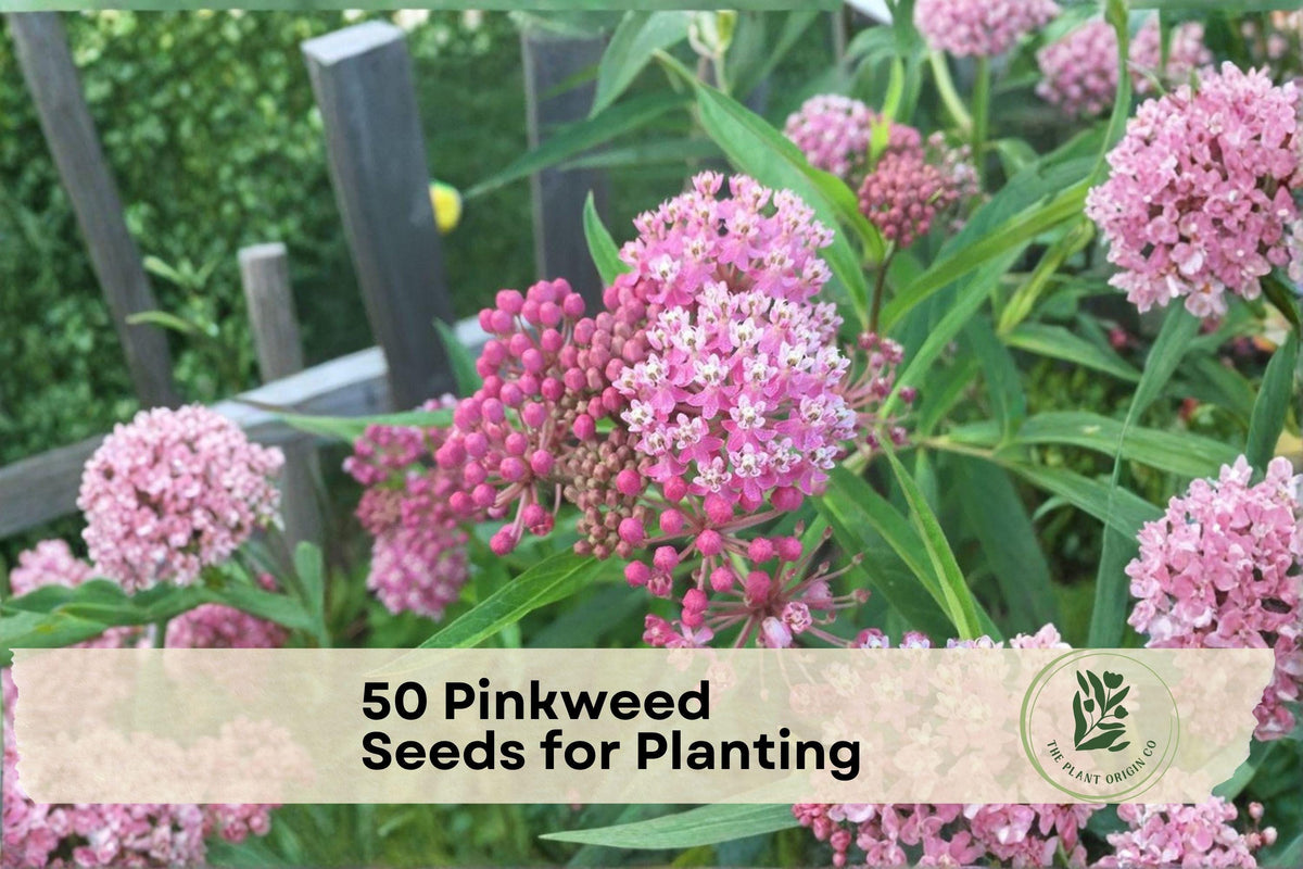 Pinkweed Wildflower Seeds – Persicaria pensylvanica, Pink Flower Clusters, Native Annual for Pollinator Gardens, Meadows & Borders