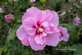 Lucy Rose of Sharon Bare Root Plant – Hibiscus syriacus 'Lucy' Pink-Red Flowers, Deciduous Shrub for Garden Landscaping