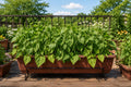 Organic Bush Bean Seeds 50pcs Non-GMO Heirloom Green Vegetable Phaseolus vulgaris for Home Gardens