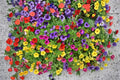 200 Seeds Petunia Mixed Colors Petunia x atkinsiana Annual Flower