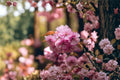 10 Seeds Sakura Tree Prunus serrulata Ornamental Flowering Cherry