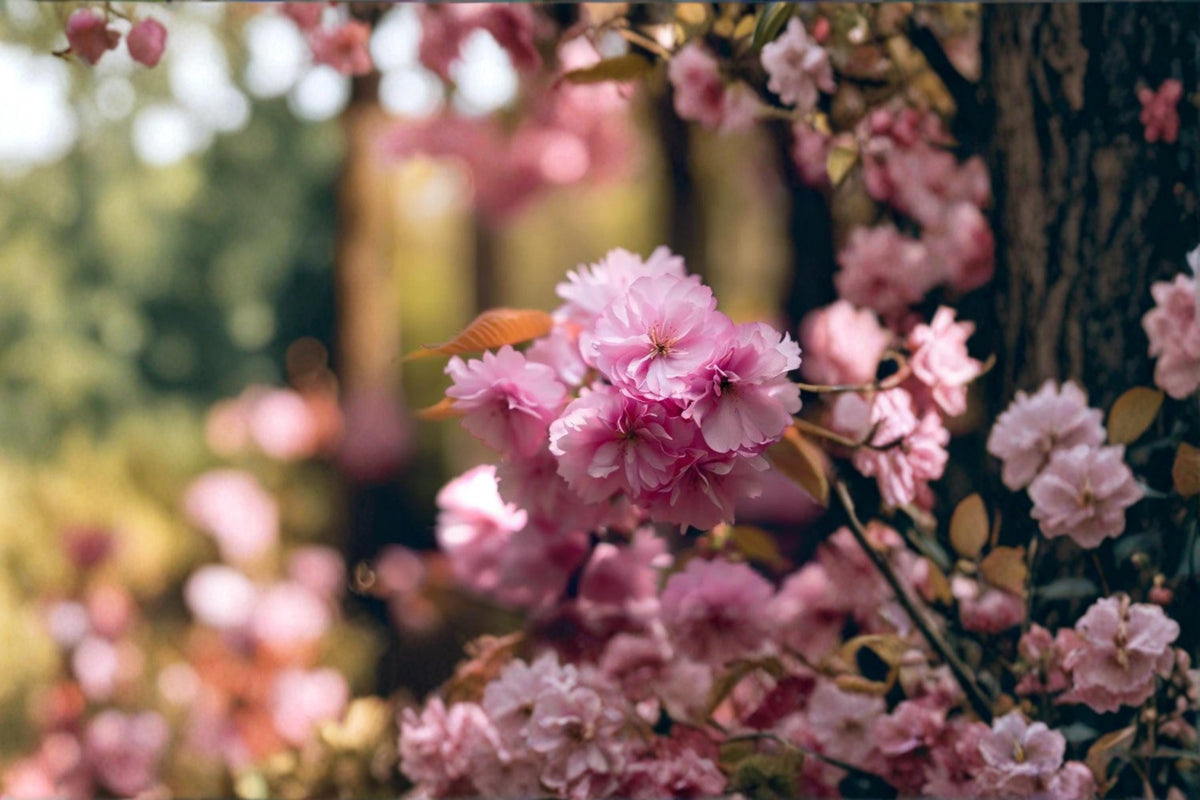 10 Seeds Sakura Tree Prunus serrulata Ornamental Flowering Cherry