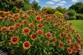 500 Rudbeckia Seeds Black Eyed Susan Rustic Orange Autumn Colors Zones 3-9 Garden Flowers