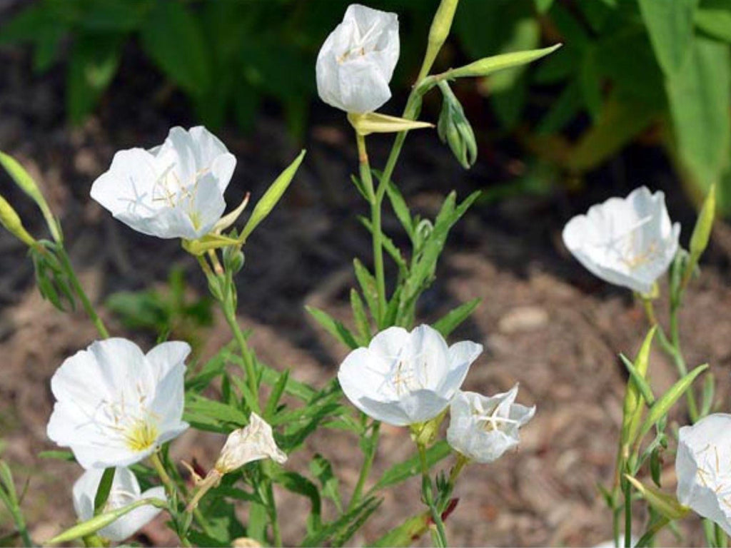 100 Seeds Pale Evening Primrose Oenothera pallida Wildflower Pollinator Cottage Garden