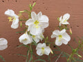 100 Seeds Pale Evening Primrose Oenothera pallida Wildflower Pollinator Cottage Garden