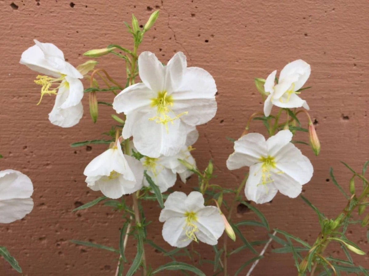 100 Seeds Pale Evening Primrose Oenothera pallida Wildflower Pollinator Cottage Garden