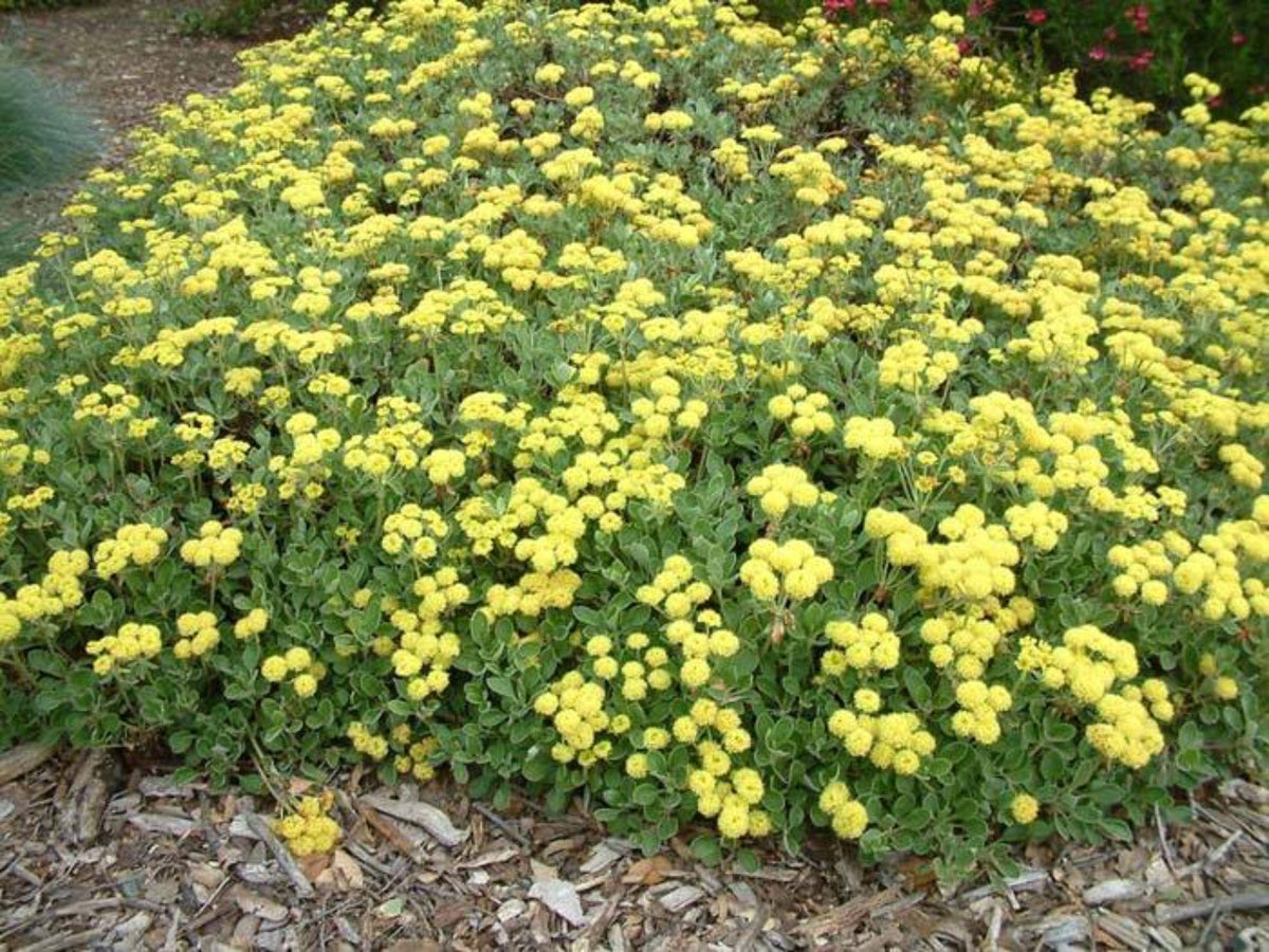 100 Sulfurflower Buckwheat Seeds Eriogonum umbellatum Pollinator Wildflower