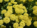100 Sulfurflower Buckwheat Seeds Eriogonum umbellatum Pollinator Wildflower