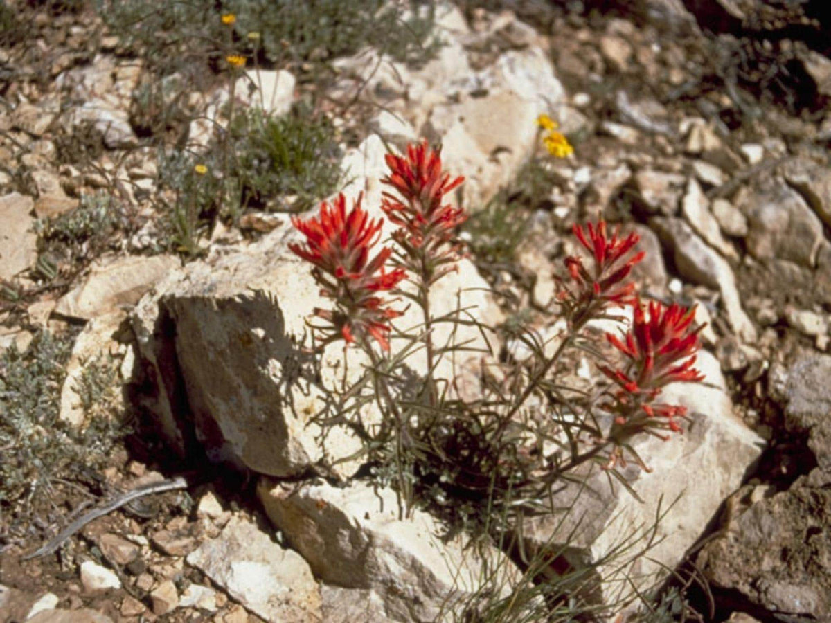 100 Seeds Castilleja angustifolia dubia Northwestern Indian Paintbrush Wildflower