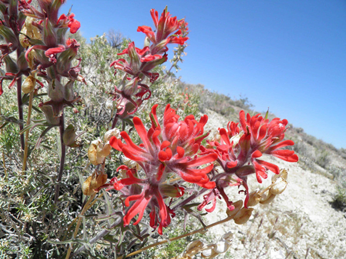 100 Seeds Castilleja angustifolia dubia Northwestern Indian Paintbrush Wildflower