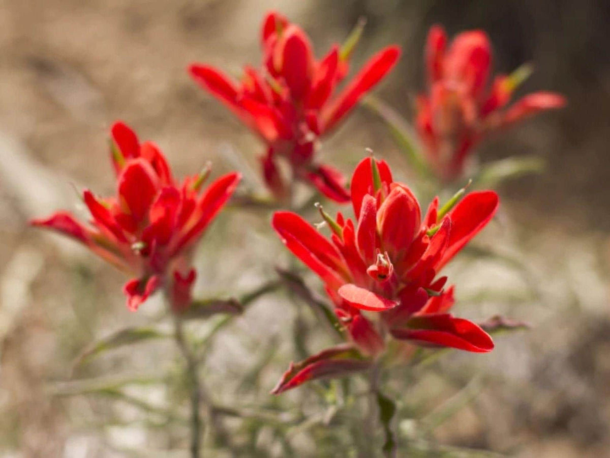 100 Seeds Castilleja integra Wholeleaf Indian Paintbrush Wildflower