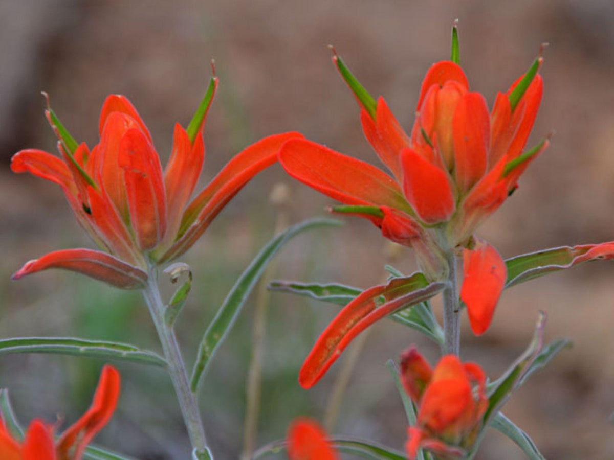 100 Seeds Castilleja integra Wholeleaf Indian Paintbrush Wildflower