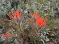 100 Castilleja miniata Seeds Indian Paintbrush Wildflower
