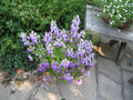 Chinese Houses Seeds – Collinsia heterophylla Wildflower Seeds for Pollinator Gardens, Cottage Garden, Natural Landscape