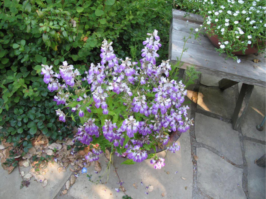 100 Chinese Houses Seeds Collinsia heterophylla Wildflower Pollinator Garden