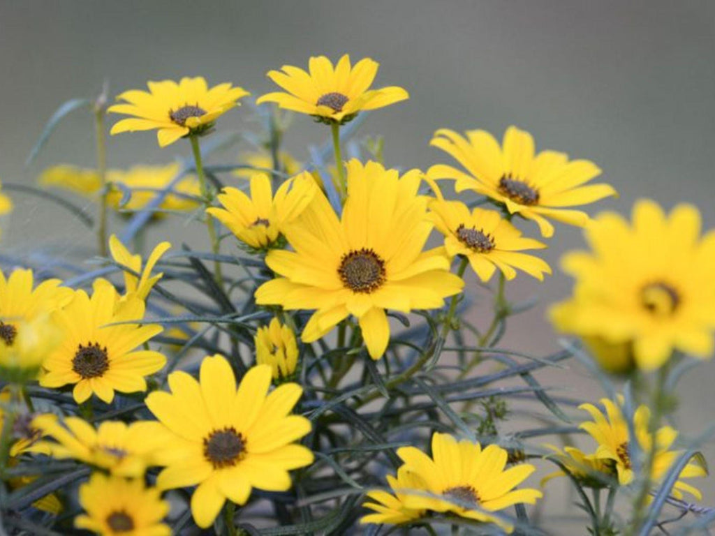 100 Swamp Sunflower Seeds Helianthus angustifolius Wetland Wildflower Rain Garden