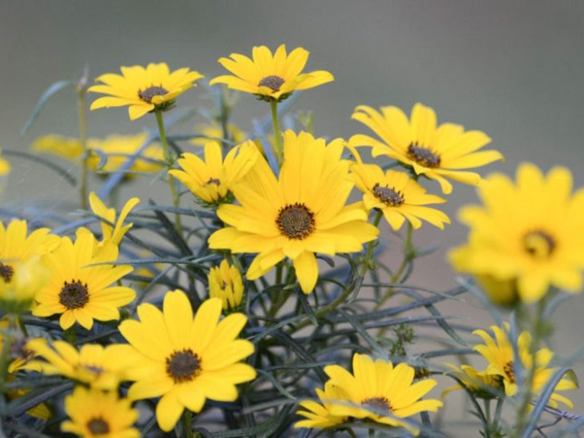 100 Swamp Sunflower Seeds Helianthus angustifolius Wetland Wildflower Rain Garden