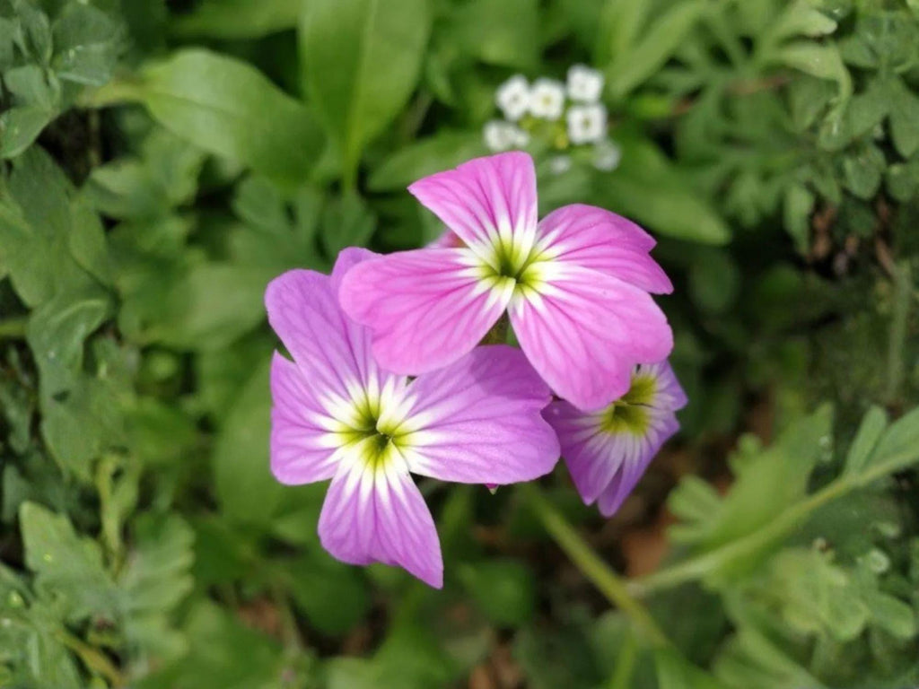 100 Seeds Virginia Stock Malcolmia maritima Fragrant Annual Wildflower