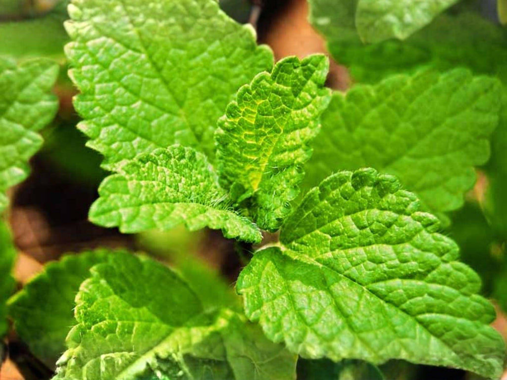 100 Lemon Balm Seeds Melissa officinalis Aromatic Garden Herb