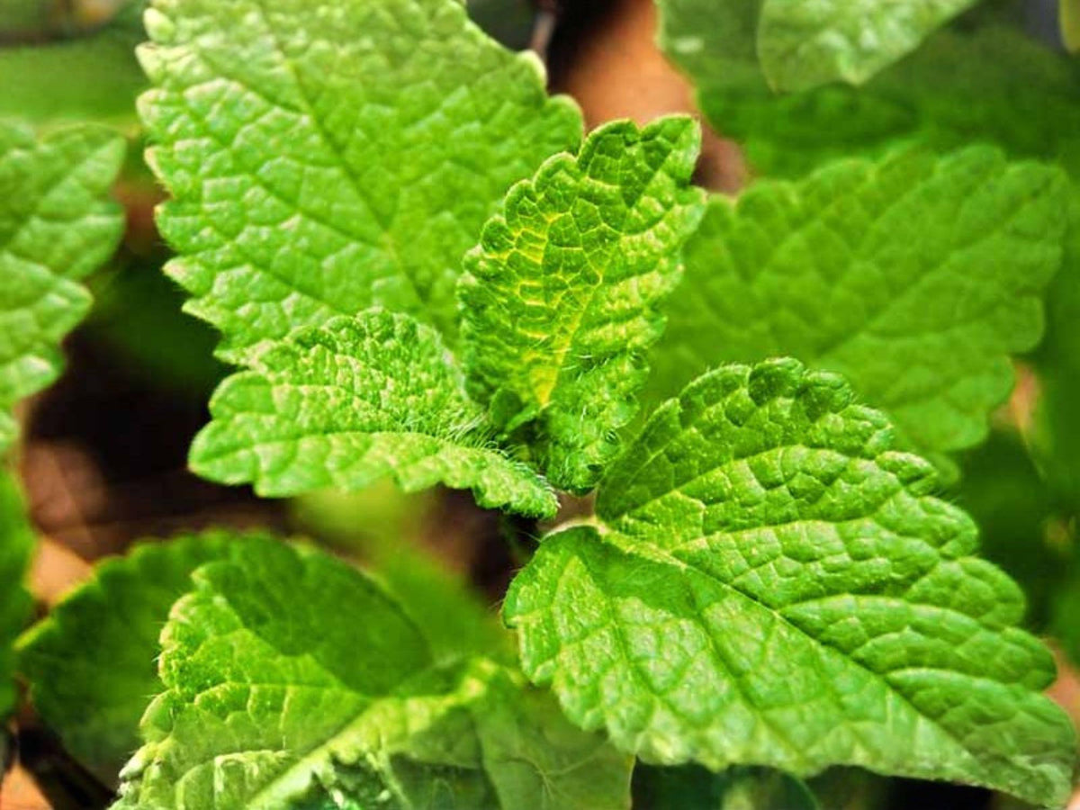 100 Lemon Balm Seeds Melissa officinalis Aromatic Garden Herb