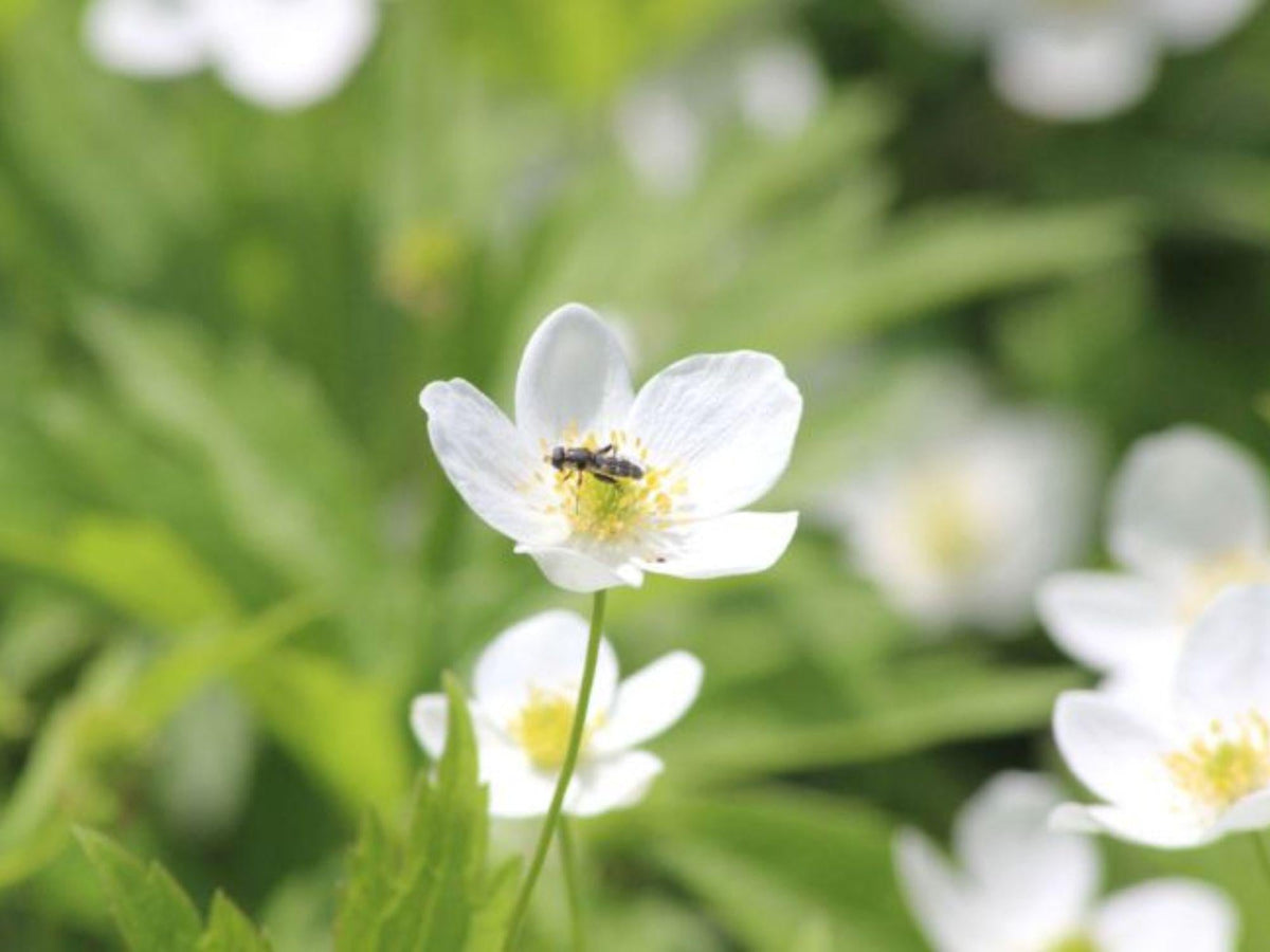 25 Seeds Canada Anemone Anemone canadensis White Wildflower