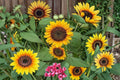 Dwarf Sunflower Seeds 100 Pack Helianthus annuus Bright Yellow Flowering Annual for Garden, Container, Border