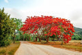 Flamboyant Flame Tree Seeds | Delonix regia Tropical Ornamental Flowering Tree for Bonsai & Garden
