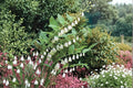Great Solomon's Seal Seeds – Polygonatum biflorum, Perennial Woodland Wildflower for Shade Gardens & Pollinator Attraction