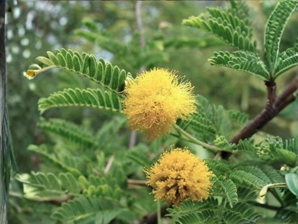 Acacia arabica Seeds – Heirloom Babul Tree, Thorn Acacia, Vachellia nilotica, Garden Tree Seeds, Non-GMO, Open-Pollinated