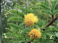5 Acacia arabica Seeds Babul Tree Heirloom Thorn Acacia