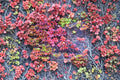 50 Seeds Boston Ivy Parthenocissus tricuspidata Ornamental Climbing Vine