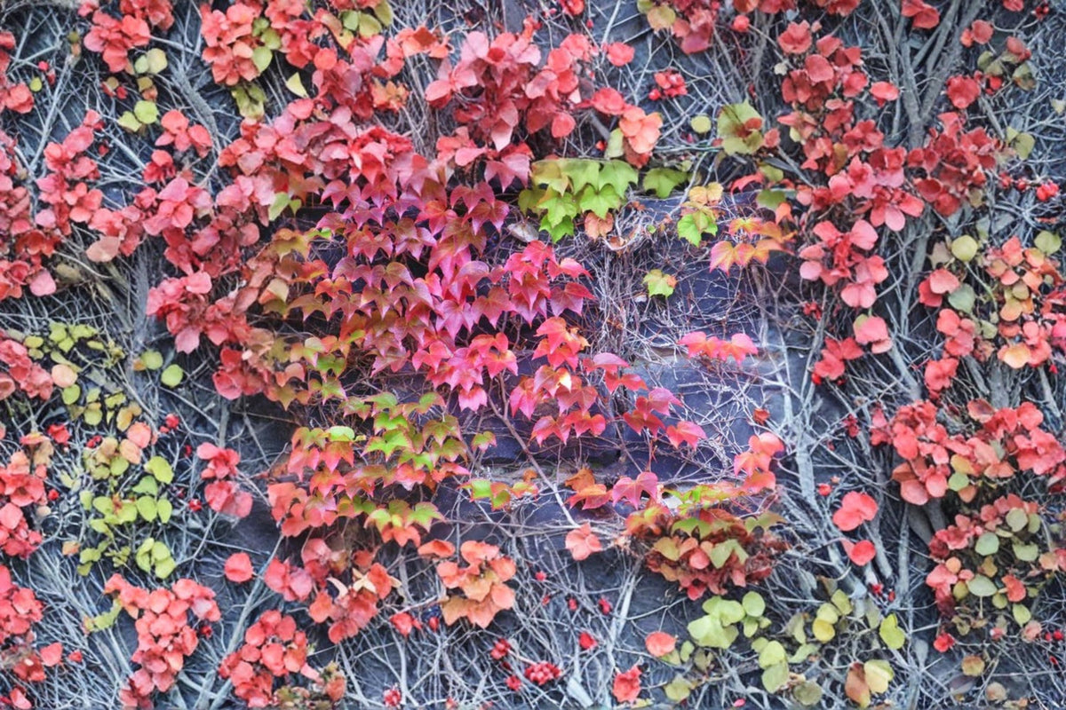 50 Seeds Boston Ivy Parthenocissus tricuspidata Ornamental Climbing Vine