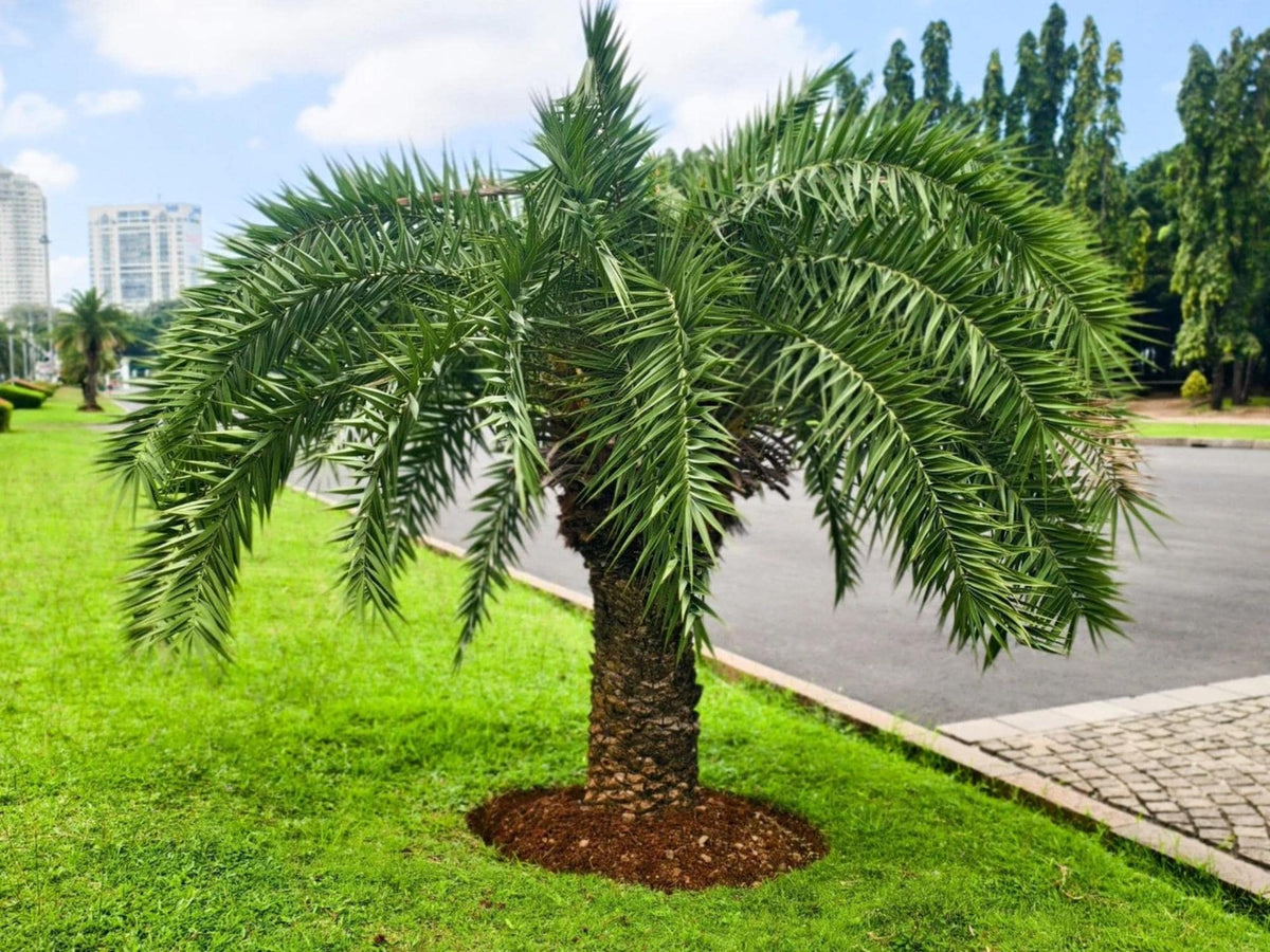 Pygmy Date Palm Seeds – Phoenix roebelenii Heirloom Non-GMO Tropical Garden Planting, Ornamental Palm, Container & Landscape
