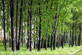 Black Bamboo Seeds – Phyllostachys nigra, Ornamental Bamboo for Landscaping & Privacy Screens, 150 Seeds