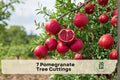 7 Pomegranate Tree Cuttings - Punica granatum Fruit Tree Propagation, Edible Garden, Patio, Small Tree, Unrooted