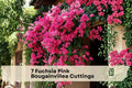 Fuchsia Pink Bougainvillea Cuttings – 7 Unrooted Climbing Vine for Garden, Trellis, Pergola, Container, Tropical Landscape