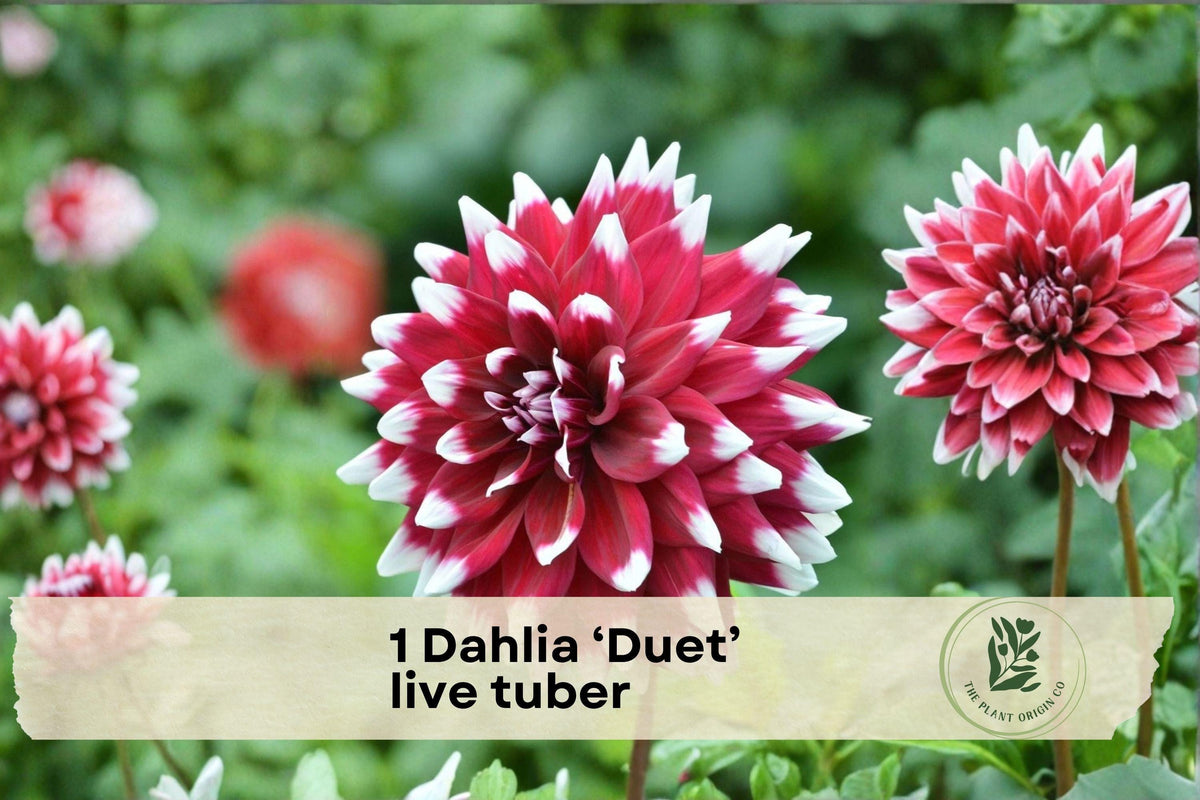 Dahlia ‘Duet’ Live Tuber – Red & White Decorative Flower Bulb for Garden Beds, Borders, Containers, Cut Flowers