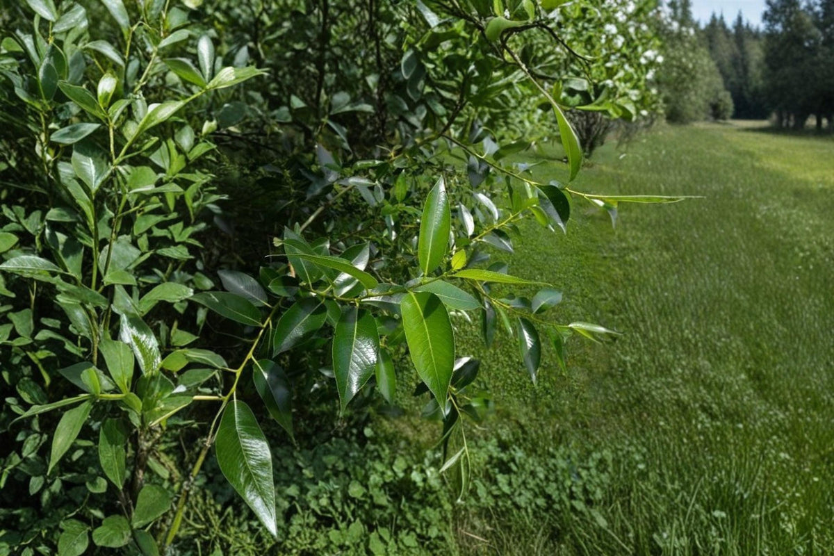 Bay Leaf Willow Cuttings – Salix pentandra Rare Ornamental Willow Tree for Garden, Landscape & Natural Areas