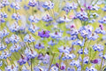 Love in a Mist Flower Seeds | Nigella damascena | Ornamental Annual for Gardens & Borders