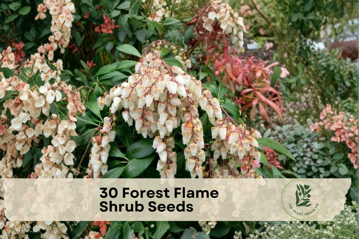 30 Forest Flame Shrub Seeds Pieris japonica Evergreen Ornamental Shrub with Red New Growth & Spring Flowers