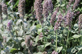 Lamb's Ears Seeds – Perennial Flower with Silvery Fuzzy Leaves and Lavender Blooms – Stachys byzantina, 30 Seeds