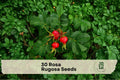 30 Rosa Rugosa Seeds – Hardy Ornamental Shrub for Hedges, Borders & Coastal Gardens, Pink Flowers & Decorative Hips