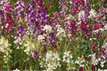 Northern Lights Mix Snapdragon Seeds – Linaria maroccana, Colorful Annual Flowers for Garden Beds & Borders, 5000 Seeds