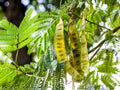 Chinese Honeylocust Seeds – 10 Heirloom Non-GMO Soap Bean Tree Seeds for Planting Gleditsia sinensis