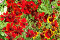 Dwarf Red Plains Coreopsis Seeds – Coreopsis tinctoria Wildflower, Red Blooms, Annual, Full Sun, 1340 Seeds