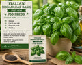 Italian Broadleaf Basil Seeds – 750 Pack, Aromatic Green Foliage, Ocimum basilicum, Herb for Gardens & Containers