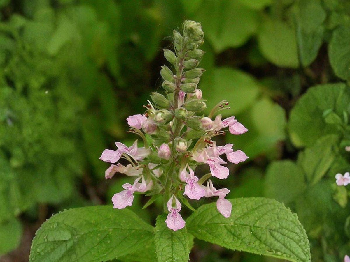 40 American Germander Seeds Teucrium canadense Native Pollinator Wildflower