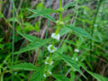 500 American Bugleweed Seeds Lycopus americanus Native Wetland Wildflower