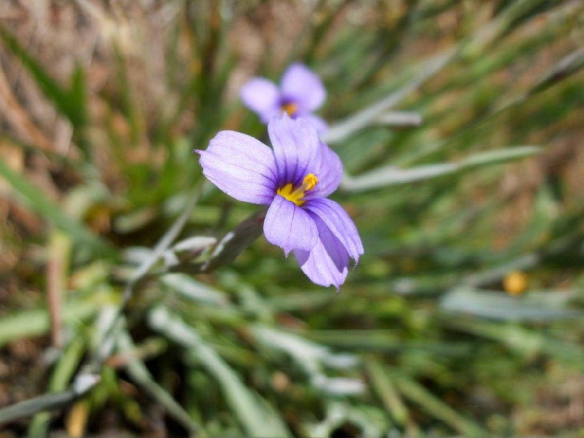 100 Seeds Western Blue Eyed Grass Sisyrinchium bellum Ornamental Meadow Garden